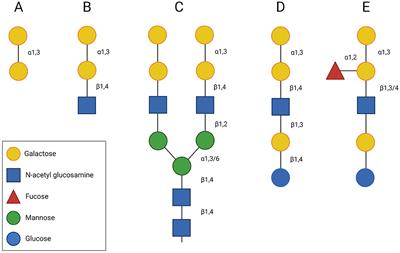 Frontiers | The α-Gal Syndrome and Potential Mechanisms